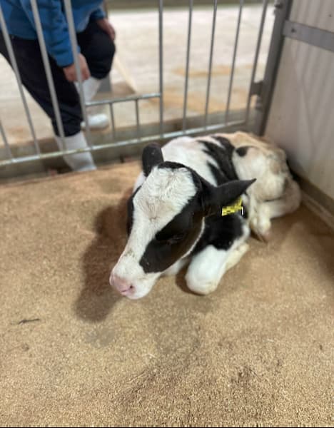 【現場技術シリーズ】子牛が生まれたら最初の1時間で何をすべきか