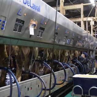 【現場技術シリーズ】乳房炎防除のために欠かせない「三つの作業の平準化」とは