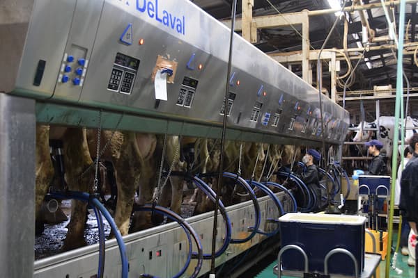 【現場技術シリーズ】乳房炎防除のために欠かせない「三つの作業の平準化」とは