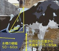 牛が飲みやすい水槽の条件