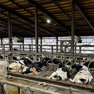 牛舎の暑熱対策｜送風と換気の違いとファン設置のポイント