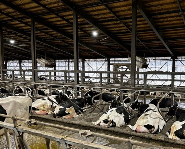 牛舎の暑熱対策｜送風と換気の違いとファン設置のポイント