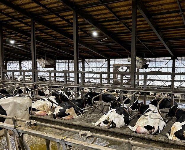 牛舎の暑熱対策｜送風と換気の違いとファン設置のポイント